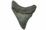 Serrated, Juvenile Megalodon Tooth - South Carolina #310480-1